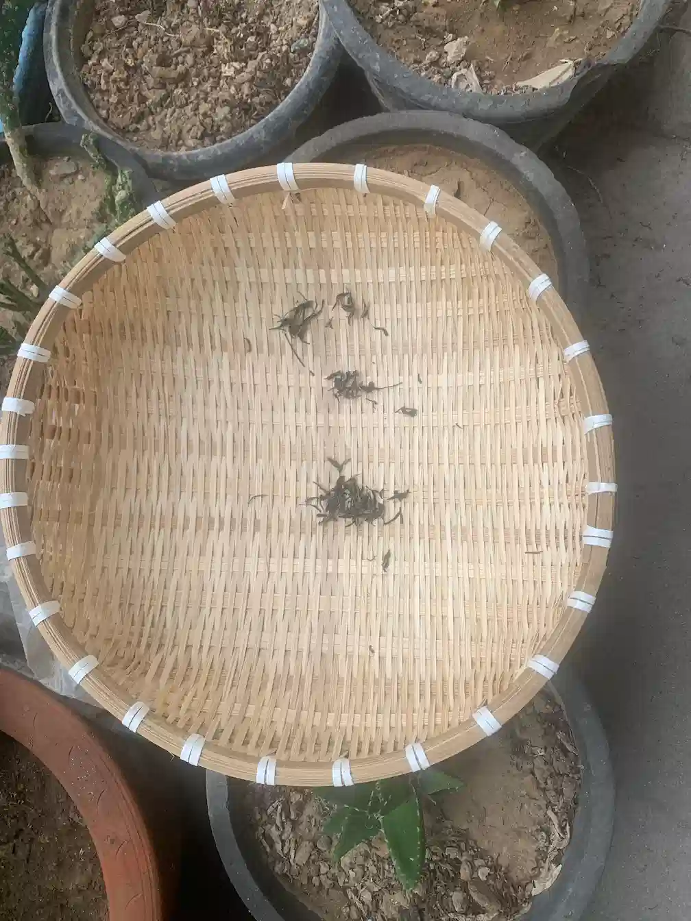 Bamboo Tray